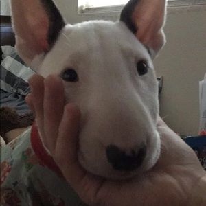 Meet your Posher, Daisy